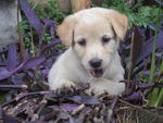 Lab Mix Puppies - Labrador Retriever Mix Dog