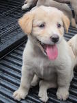 Lab Mix Puppies - Labrador Retriever Mix Dog