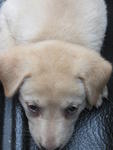 Lab Mix Puppies - Labrador Retriever Mix Dog