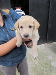 Lab Mix Puppies - Labrador Retriever Mix Dog