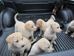 Lab Mix Puppies - Labrador Retriever Mix Dog