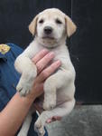 Lab Mix Puppies - Labrador Retriever Mix Dog