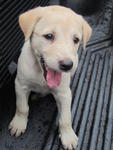 Lab Mix Puppies - Labrador Retriever Mix Dog