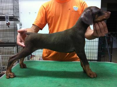 Dobermann Puppy For Sale - Doberman Pinscher Dog