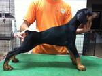 Dobermann Puppy For Sale - Doberman Pinscher Dog