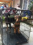 Dobermann Puppy For Sale - Doberman Pinscher Dog