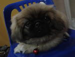 C C - Pekingese Dog