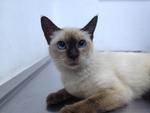 Robin - Siamese Cat