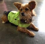 Coco - Australian Terrier Dog