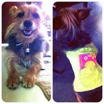 Coco - Australian Terrier Dog