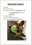 Coco - Australian Terrier Dog