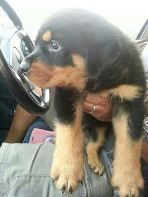 Rottweiler  - Rottweiler Dog