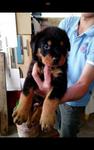 Rottweiler  - Rottweiler Dog