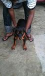 Rottweiler  - Rottweiler Dog