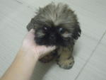 Pekingese Mixed Shih Tzu (Urgent) - Shih Tzu + Pekingese Dog