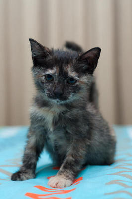 Comot - Tortoiseshell + Domestic Short Hair Cat