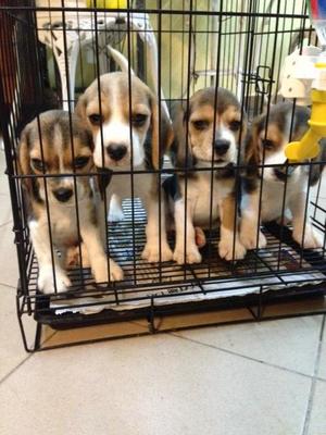 Beagle Tri Color Imported Lineage - Beagle Dog