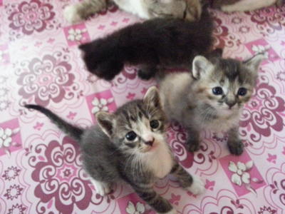 Uchia, Meio, Bob, Nichi Dan Ai - Domestic Short Hair + Domestic Medium Hair Cat