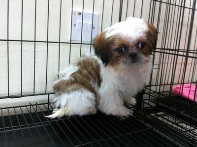 Tiny Shih Tzu  - Shih Tzu Dog