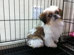 Tiny Shih Tzu  - Shih Tzu Dog