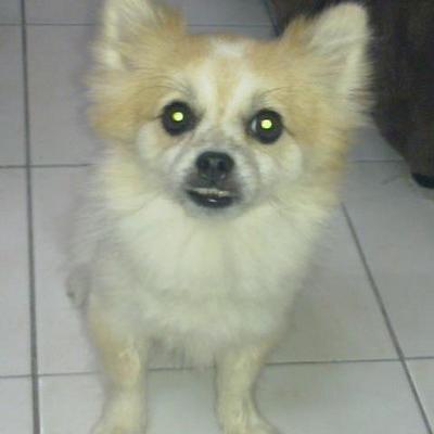 Fifi - Chihuahua + Pomeranian Dog