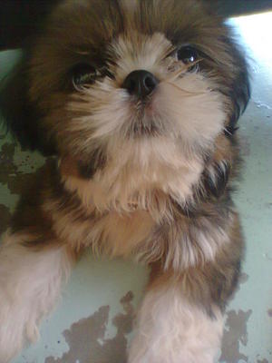 Pure Breed Shih Tzu  - Shih Tzu Dog