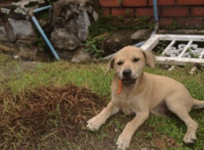 Puppy - Mixed Breed Dog