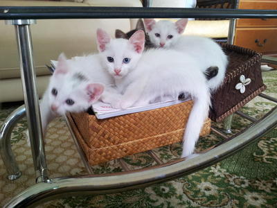 Gumball And Siblings - Domestic Short Hair Cat