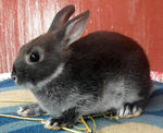 Netherland Dwarf Nd Baby Rabbit-3 - Netherland Dwarf Rabbit