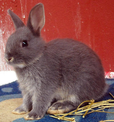 Netherland Dwarf Nd Baby Rabbit-4 - Netherland Dwarf Rabbit