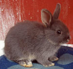 Netherland Dwarf Nd Baby Rabbit-4 - Netherland Dwarf Rabbit