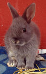 Netherland Dwarf Nd Baby Rabbit-4 - Netherland Dwarf Rabbit