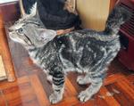 ♣ ..black Jack.. ♣ - Bengal + Tabby Cat