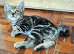 ♣ ..black Jack.. ♣ - Bengal + Tabby Cat