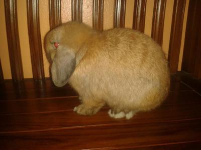 Howie - Holland Lop Rabbit