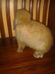 Howie - Holland Lop Rabbit