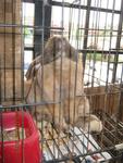 Howie - Holland Lop Rabbit