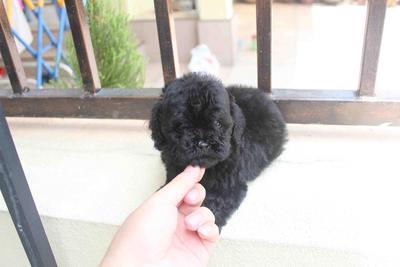 Black Color Toy Poodle Puppy - Poodle Dog