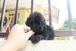 Black Color Toy Poodle Puppy - Poodle Dog