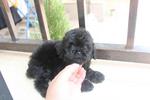 Black Color Toy Poodle Puppy - Poodle Dog