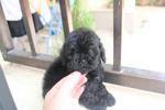 Black Color Toy Poodle Puppy - Poodle Dog