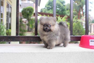 Quality Pomeranian Puppy With Mka C - Pomeranian Dog