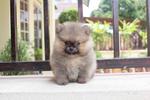 Quality Pomeranian Puppy With Mka C - Pomeranian Dog