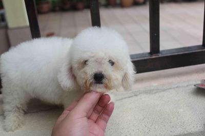 White Toy Poodle Puppy With Mka - Poodle Dog