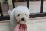 White Toy Poodle Puppy With Mka - Poodle Dog