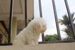 White Toy Poodle Puppy With Mka - Poodle Dog