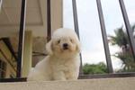 White Toy Poodle Puppy With Mka - Poodle Dog