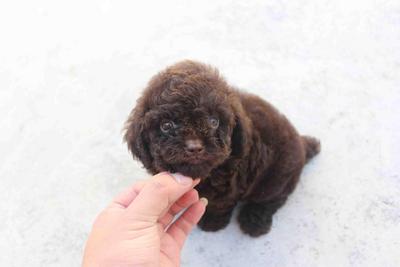 Chocolate Toy Poodle Puppy With Mka - Poodle Dog