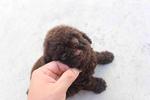 Chocolate Toy Poodle Puppy With Mka - Poodle Dog