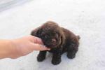 Chocolate Toy Poodle Puppy With Mka - Poodle Dog